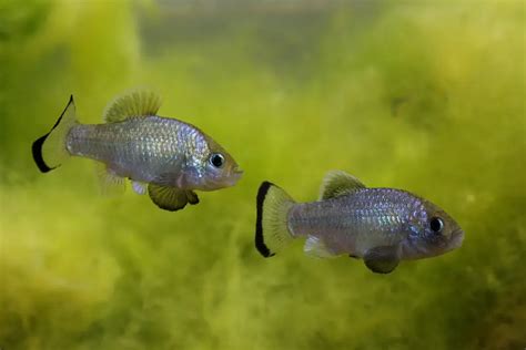 Cyprinodon alvarezi – Potosí Pupfish — Seriously Fish