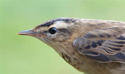 Sedge Warbler Pictures - AZ Animals