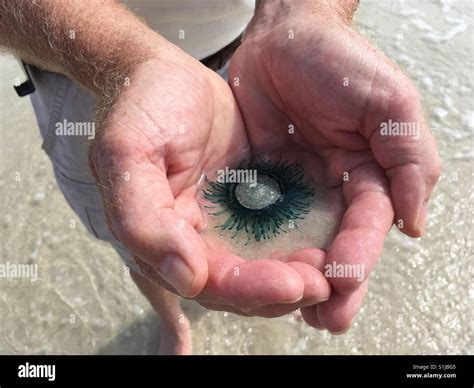 Blue Button Porpita porpita "jellyfish", Seacrest Beach, Florida, weak ...