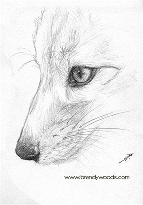 Drawing Red Fox Face Drawing Fox Pictures - kashmittourpackage