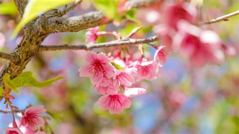 Top 10 Flowering Trees