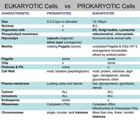 Prokaryotic Vs Eukaryotic Worksheet