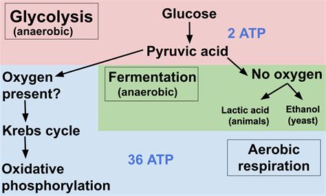 Stunning Word Equation For Anaerobic Respiration In Plant And Yeast ...