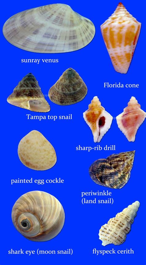 Sancapstar Shell Guide Page 6 | Good To Know | Pinterest | Shell