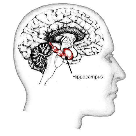 7: The hippocampus, part of the human brain responsible for emotions ...