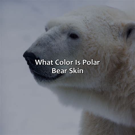 What Color Is Polar Bear Skin - colorscombo.com