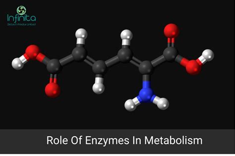 Describe the Role of Enzymes in Metabolism