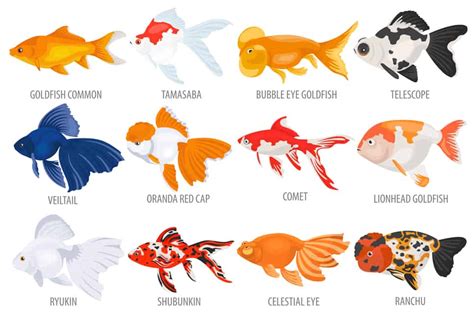 Types Of Goldfish Chart