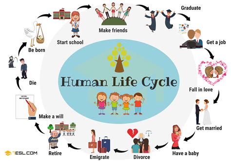 Human Life Cycle: Useful Stages of Life with Pictures • 7ESL | Human ...