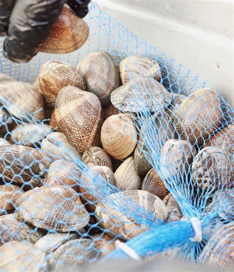 Taylor Shellfish Farms | Taylor Shellfish Farms, Seattle WA