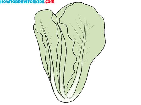 How to Draw a Lettuce - Easy Drawing Tutorial For Kids