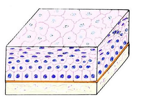 Stratified Squamous Epithelium Diagram