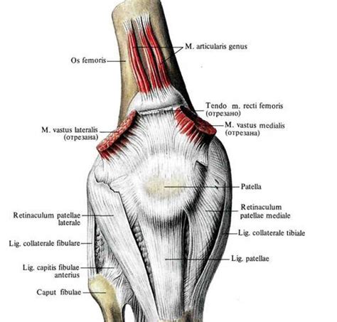 Articularis genu