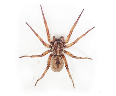 Oklahoma Spider ID Guide - Emtec Pest Control