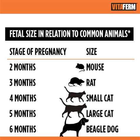 Cow Pregnancy Stages Chart By Week