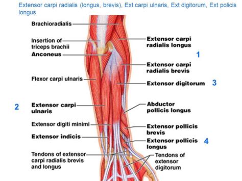 Pin on Anatomy Class