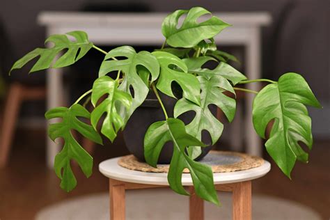 22 Indoor Vine Plants That Look Great in the Home