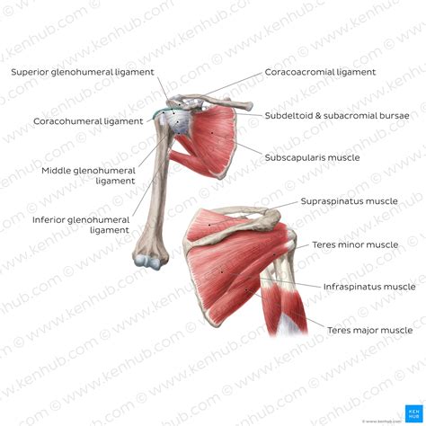 Muscles Of The Shoulder Joint And Girdle Human Anatomy Kenhub Yo ...