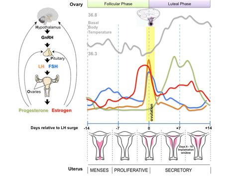 File:Menstrual cycle.png - Embryology