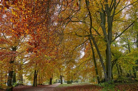 beech trees in autumn