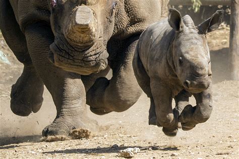 World Rhino Day 2014: Facts to Celebrate the Five Surviving Species