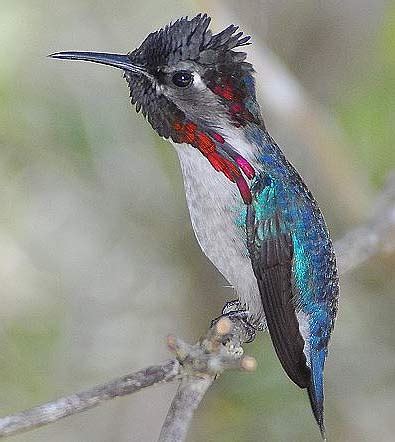 Bee Hummingbird - Smallest Bird in the World | Animal Pictures and ...