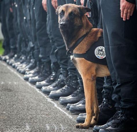 Diesel the Belgian Malinois Police Dog | Australian Dog Lover