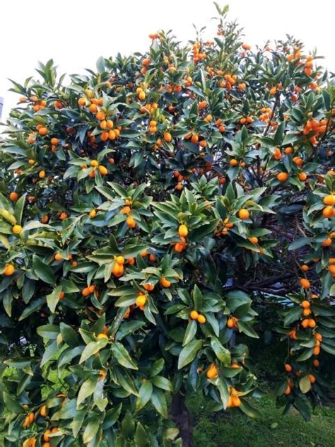 How to Grow Kumquats: Complete Guide To Kumquat Tree Care