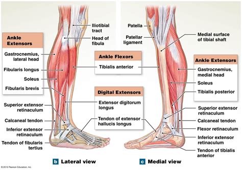 The extrinsic muscles that move the foot. | Human muscle anatomy, Human ...