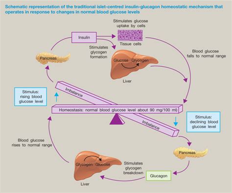 Hormonal control of metabolism: regulation of plasma glucose ...