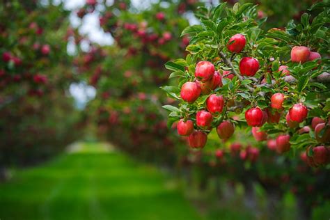 HD wallpaper: apple blossom, apple branch, bloom, apple tree, leaves ...