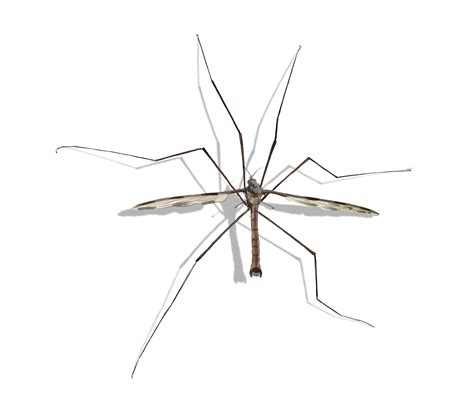 Mosquito Eater Facts You Should Know | AAI Pest Control