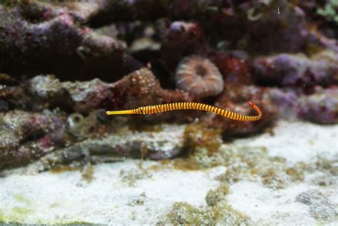 Pipefish | The Life of Animals