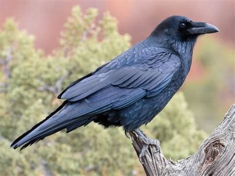 Common Raven Overview, All About Birds, Cornell Lab of Ornithology