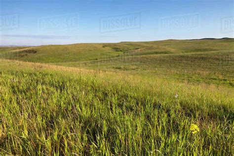 Prairie grasslands in the North Unit of Theodore Roosevelt National ...