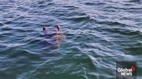 Ogopogo or unusually large bird? Kelowna couple spots something strange ...