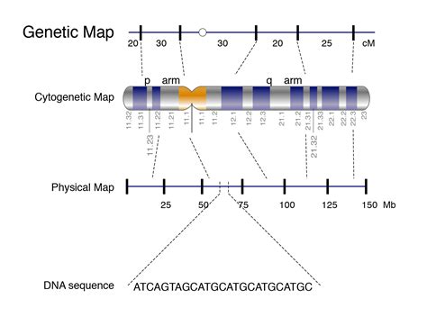 Definition Of Gene Mapping