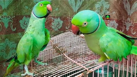 My Talking And Funny Parrots So Cute Moments | Funny parrots, Talking ...