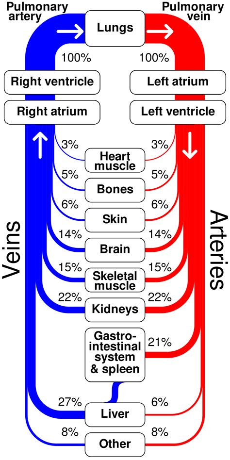 Circulatory System: Function, Parts, Role | SchoolWorkHelper