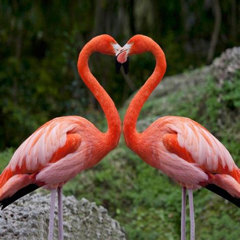 Flamingos join heads to create a HEART! | Flamingos, Pájaros bonitos, Aves