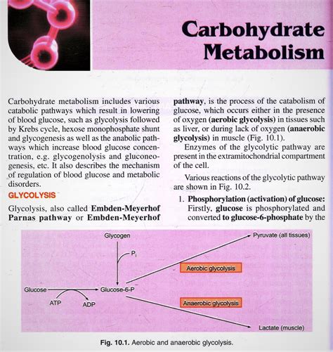 Carbohydrate Metabolism