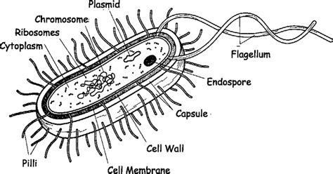 Bacteria Cell Structure