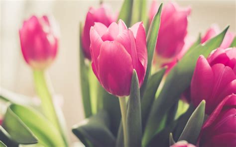 Free photo: Pink Tulips - Blooming, Flower, Fragrance - Free Download ...