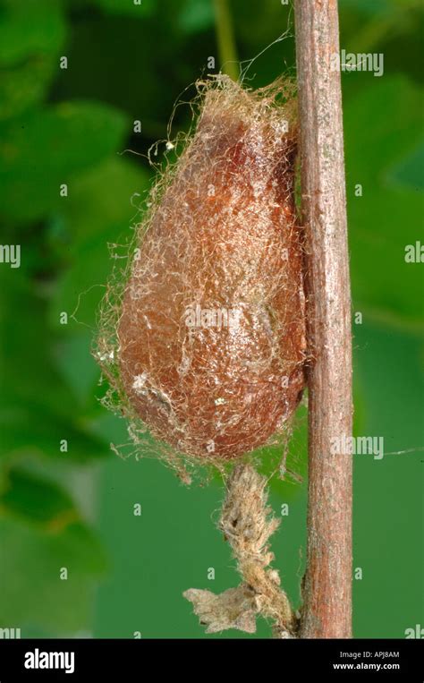 Emperor moth cocoon hi-res stock photography and images - Alamy