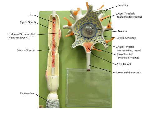 Neuron Model Labeled