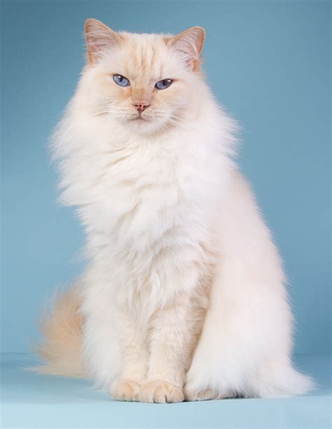 8 Friendly Facts About Ragdoll Cats Mental Floss