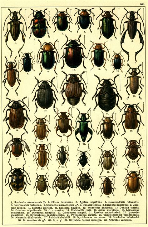 Pin by synopsis on Insect Illustrations | Entomology illustration ...