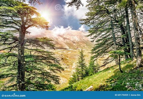 Cedars of Lebanon stock image. Image of lebanon, lands - 69179459