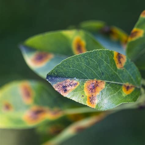 Leaf Spot Disease | Cardinal Lawns