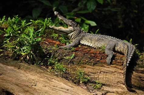 Rare eggs from one of the world's most endangered crocodiles found in ...